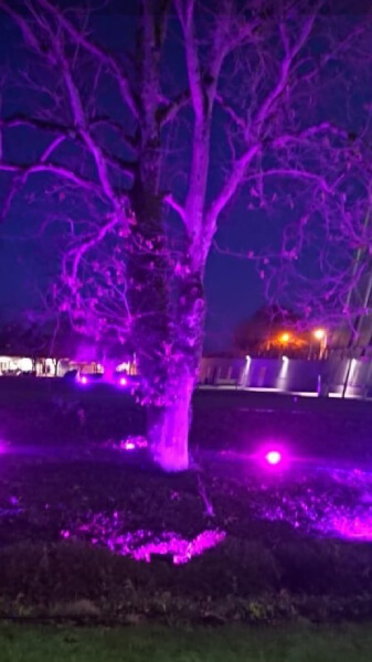 A tree lit up with purple lights.